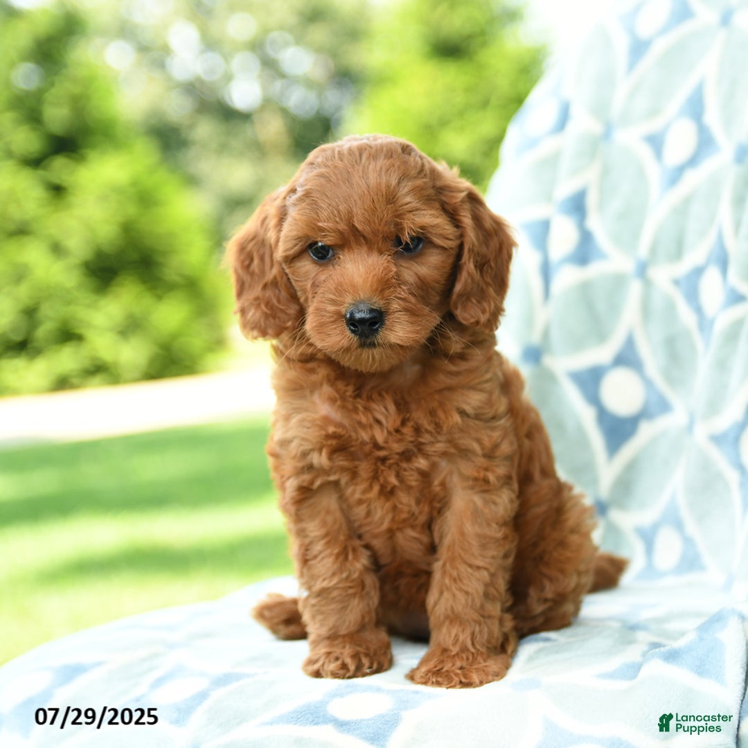 Cockapoo dogs for sale: Cherry - Image 3