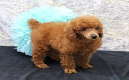 Miniature Poodle dogs for sale: Royal - Image 3