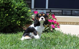 Cavalier King Charles Spaniel dogs for sale: Missy - Image 20