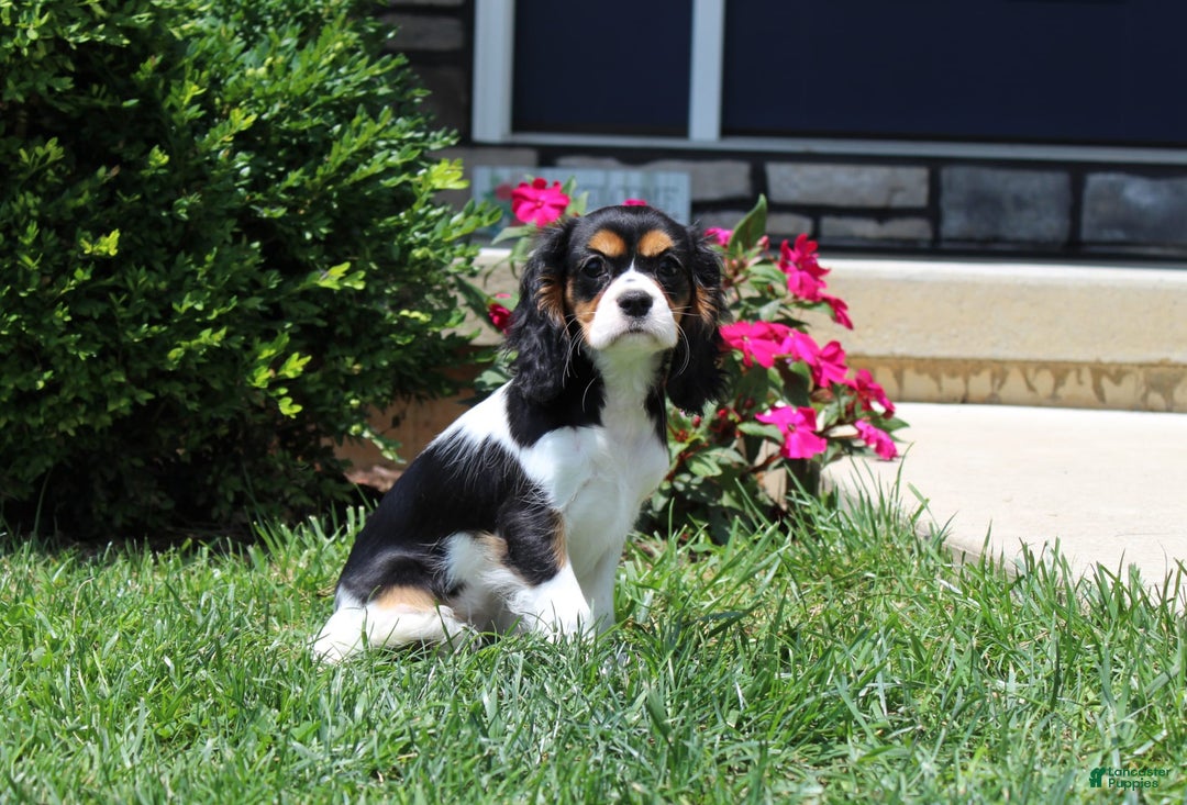 Cavalier King Charles Spaniel dogs for sale: Missy - Image 20