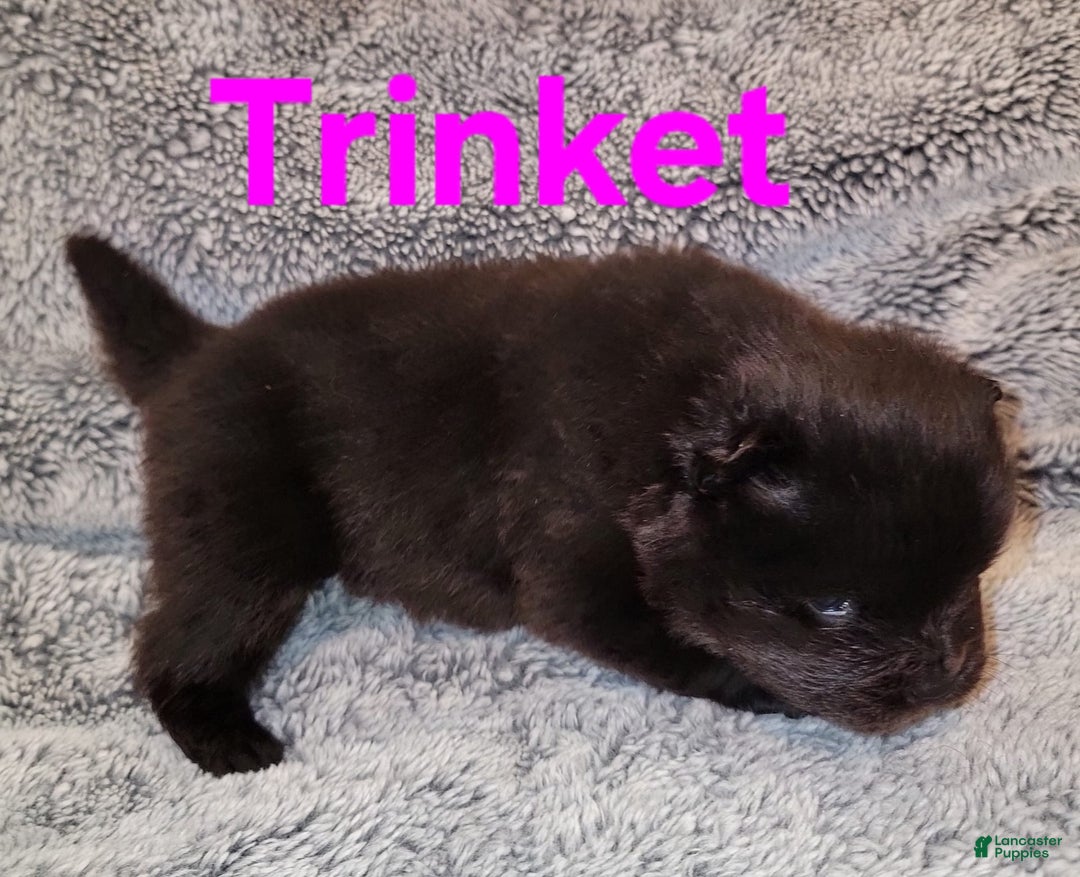 Chow Chow dogs for sale: Chow Chow 5 puppies - Image 2