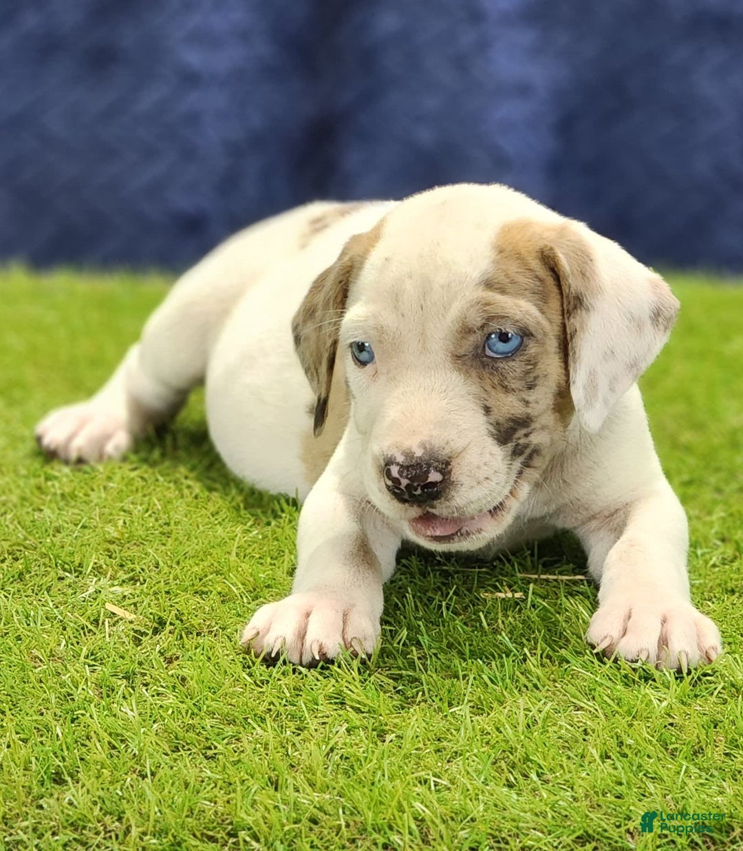 Catahoula Leopard Dog dogs for sale: Duchess 2025 Male 4 - Image 1