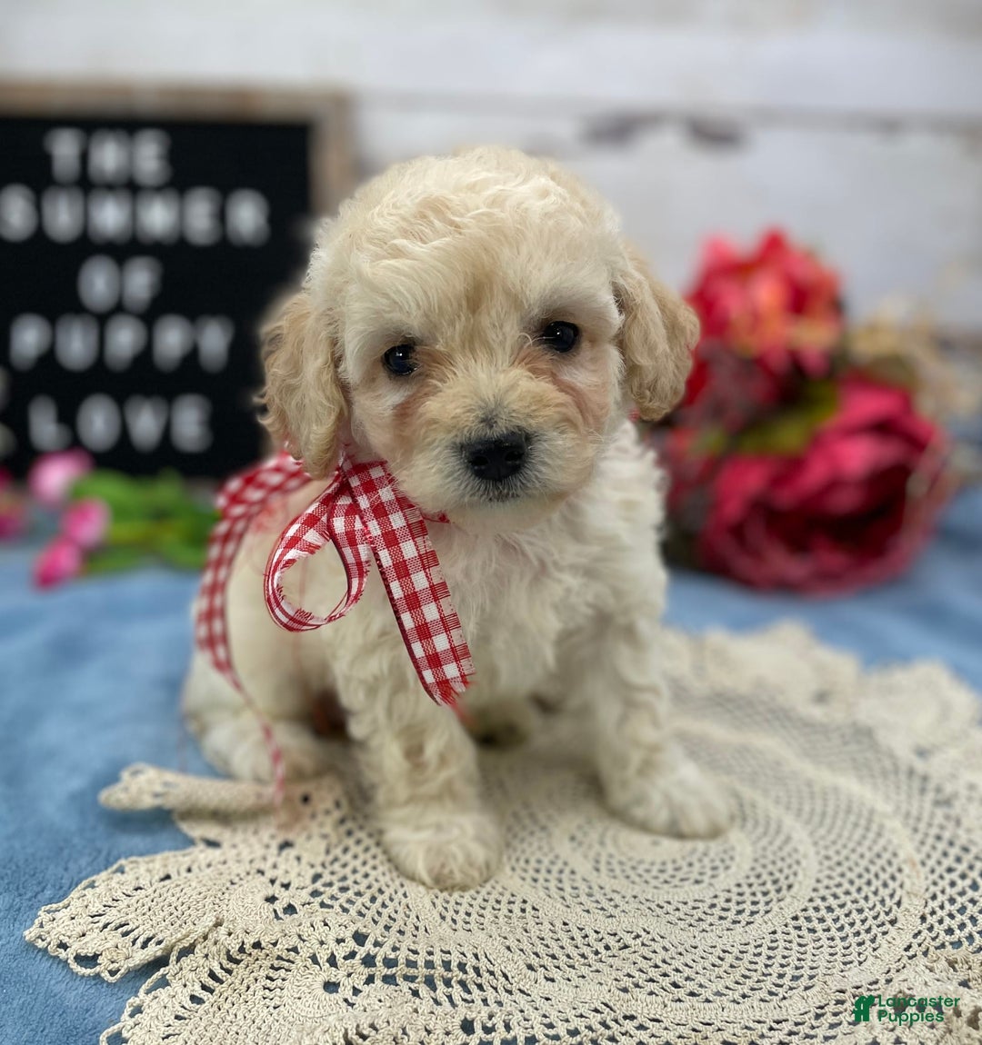 Miniature Poodle dogs for sale: Trixy - Image 1