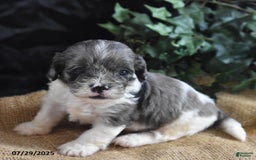 Cavapoo dogs for sale: Aaron - Image 2