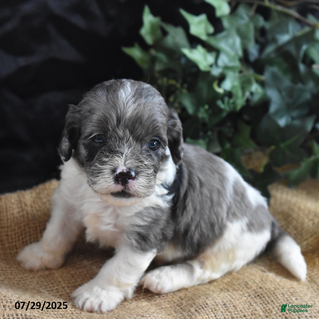 Cavapoo dogs for sale: Aaron - Image 2