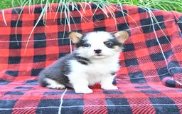 Welsh Corgi Pembroke dogs for sale: Scout - Image 4