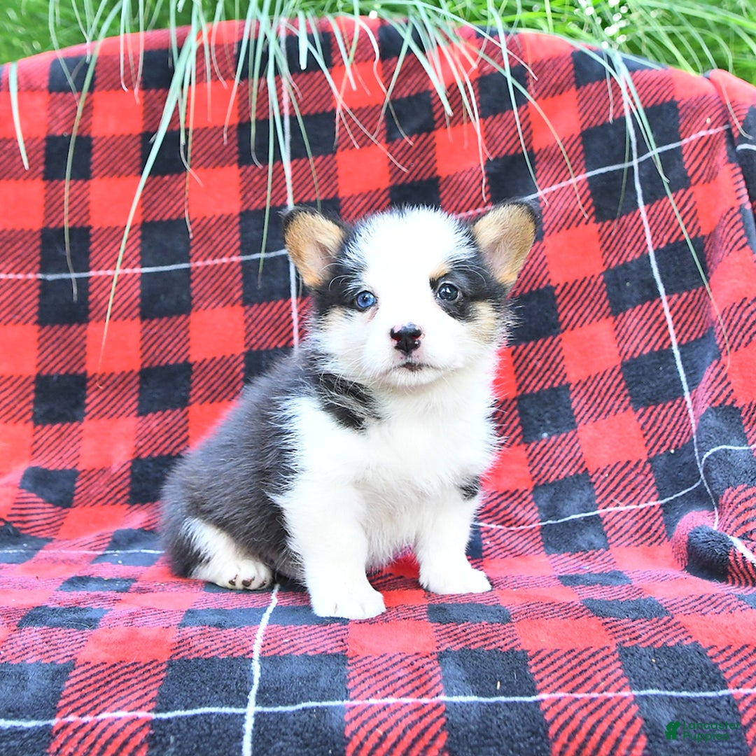 Welsh Corgi Pembroke dogs for sale: Scout - Image 4