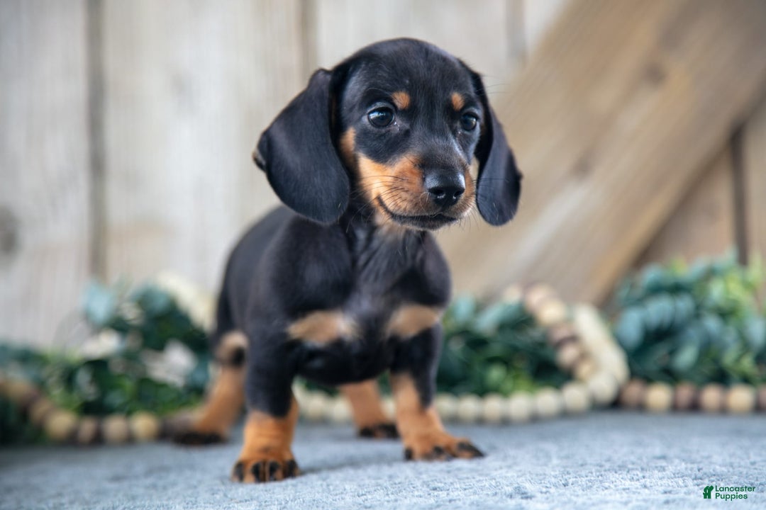 Miniature Dachshund dogs for sale: Dancy - Image 2