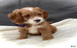 Cockapoo dogs for sale: Jake - Image 4