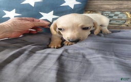 Miniature Dachshund dogs for sale: Miniature Dachshund 3 puppies - Image 1