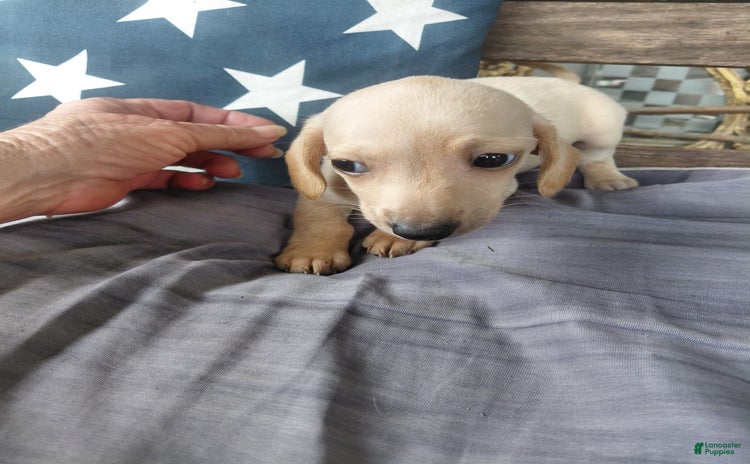 Miniature Dachshund dogs for sale - Ad 1