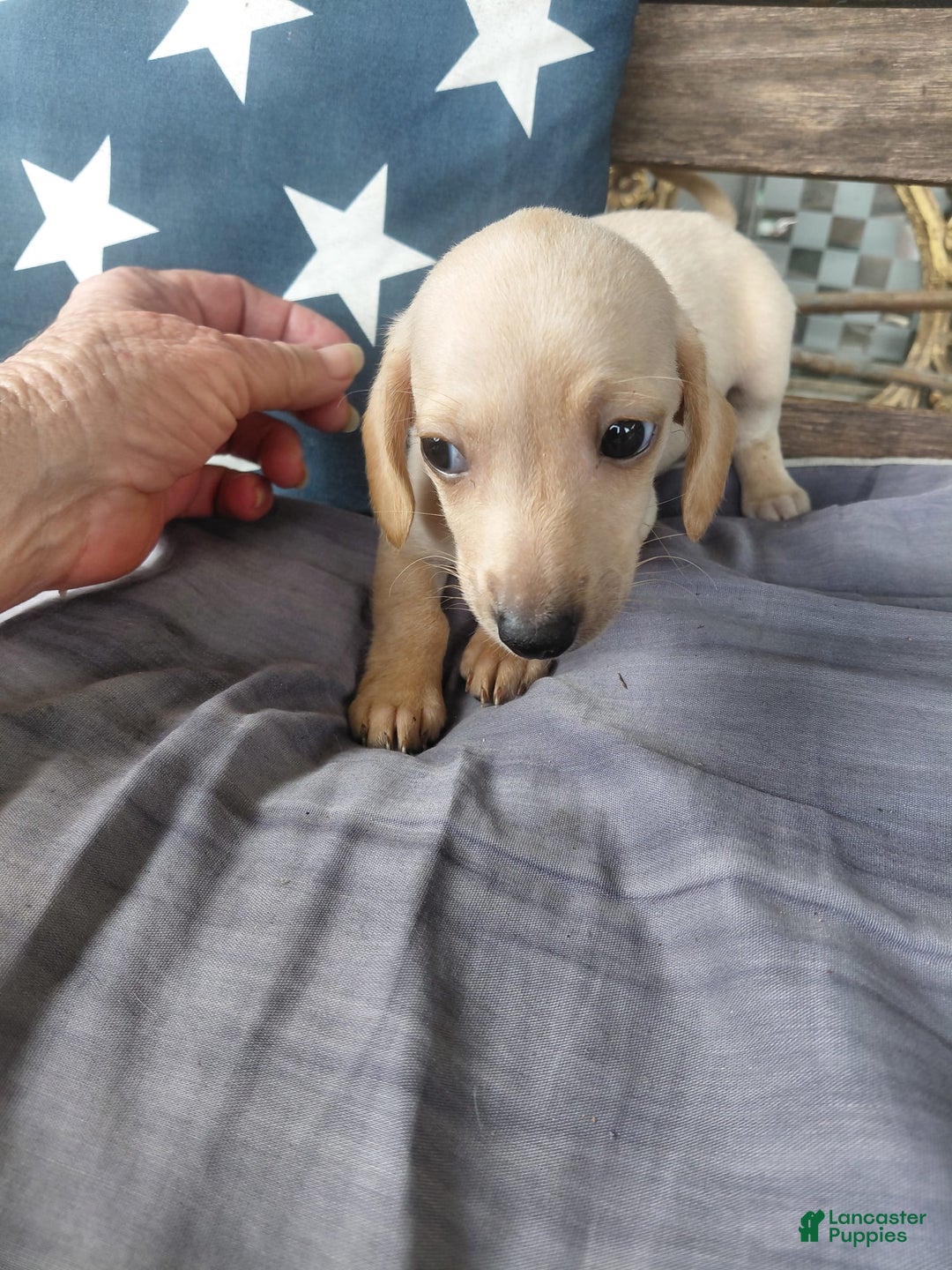Miniature Dachshund dogs for sale: Miniature Dachshund 3 puppies - Image 1