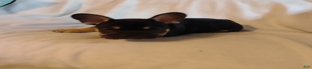 Puppy 3 - We Leave The Naming To The New Parents