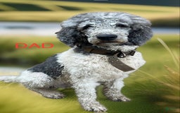 Standard Poodle dogs for sale: Pinta - Image 8
