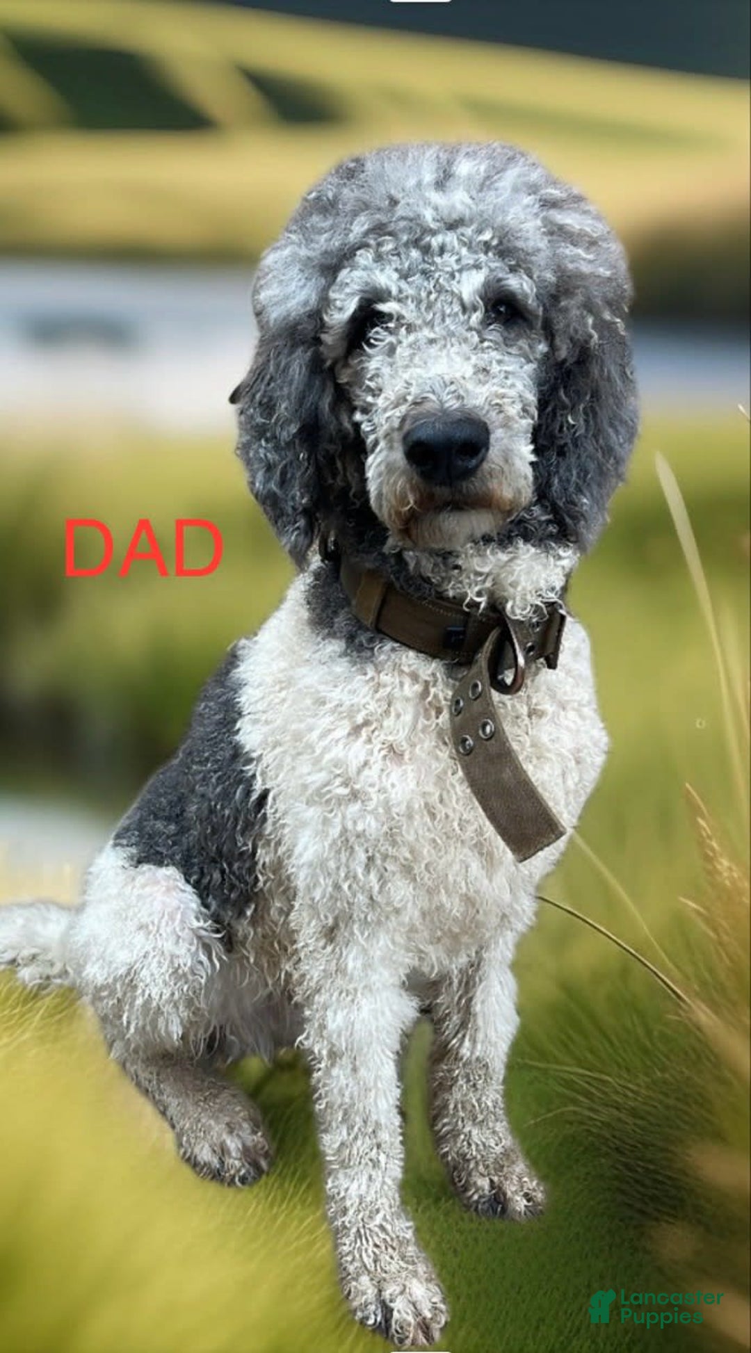 Standard Poodle dogs for sale: Pinta - Image 8