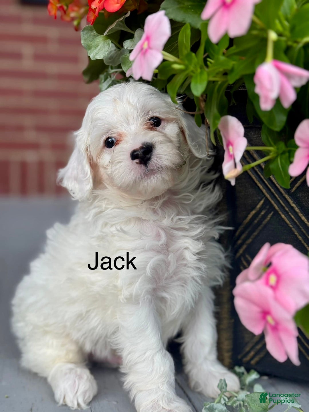 Mini Bernedoodle dogs for sale: Jack - Image 9
