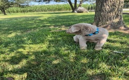 Labrador Retriever dogs for sale: Jackson - Image 3