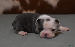 French Bulldog dogs for sale: SKIP BLUE AND WHITE - Image 4