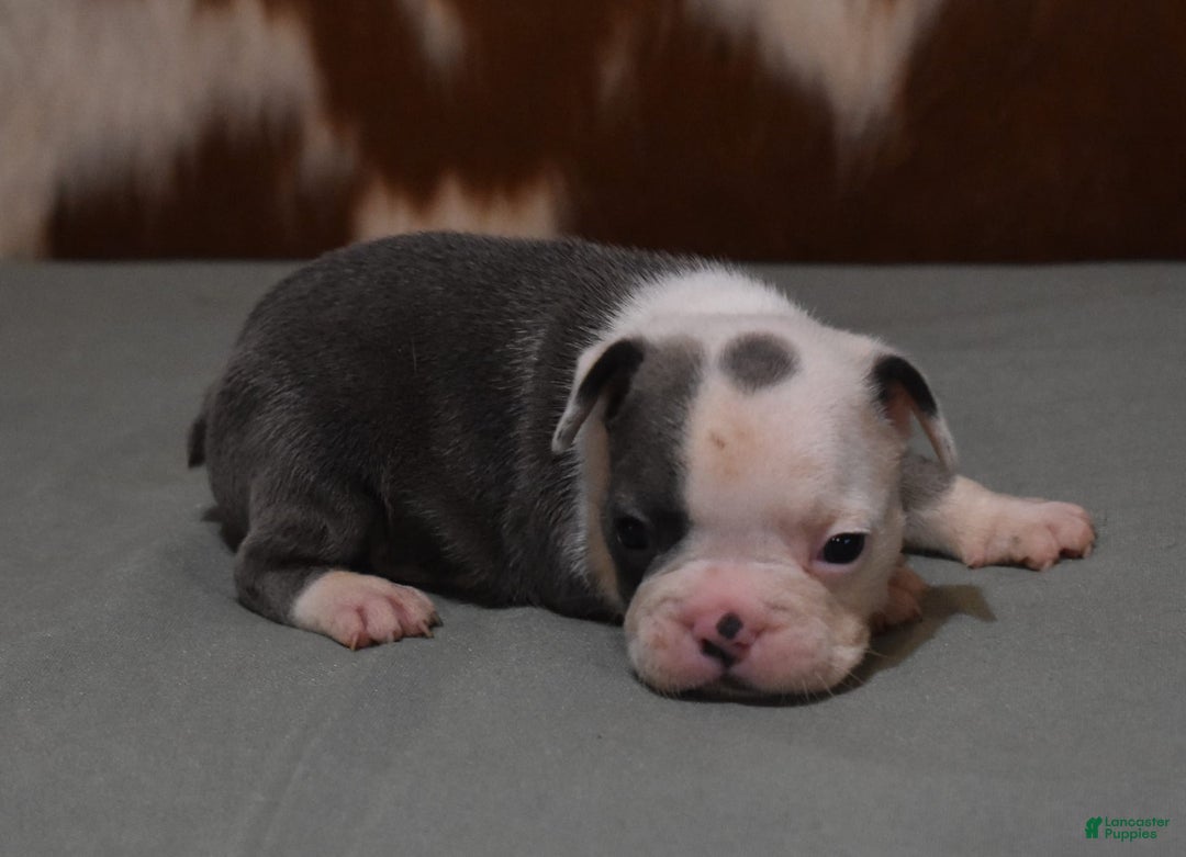 French Bulldog dogs for sale: SKIP BLUE AND WHITE - Image 4