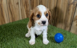 Cavalier King Charles Spaniel dogs for sale: Lucy Boy 1 - Image 12