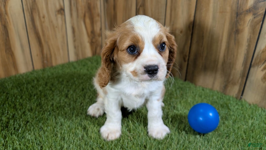 Cavalier King Charles Spaniel dogs for sale: Lucy Boy 1 - Image 12
