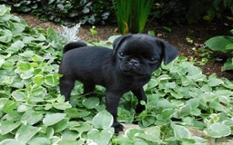 Pug dogs for sale: Pacifica - Image 5