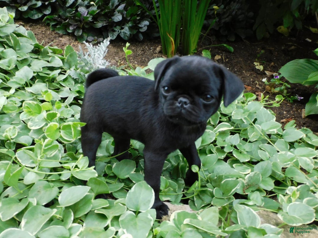 Pug dogs for sale: Pacifica - Image 5