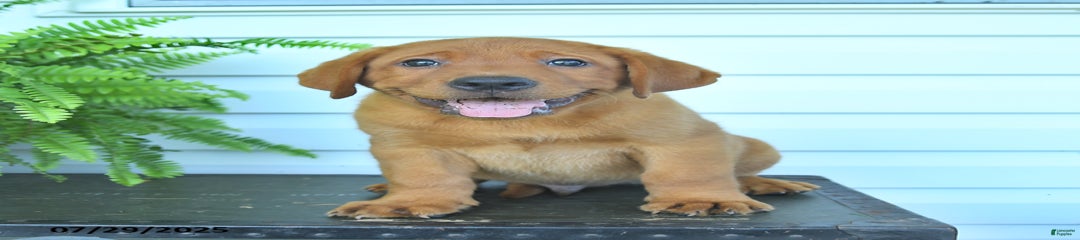 Yeller