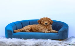 Standard Poodle dogs for sale: Rachel - Image 6