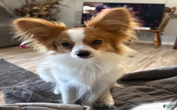 Papillon dogs for sale: Biscuit - Image 6