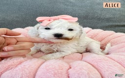 Mini Goldendoodle dogs for sale: Petite Alice - Image 2