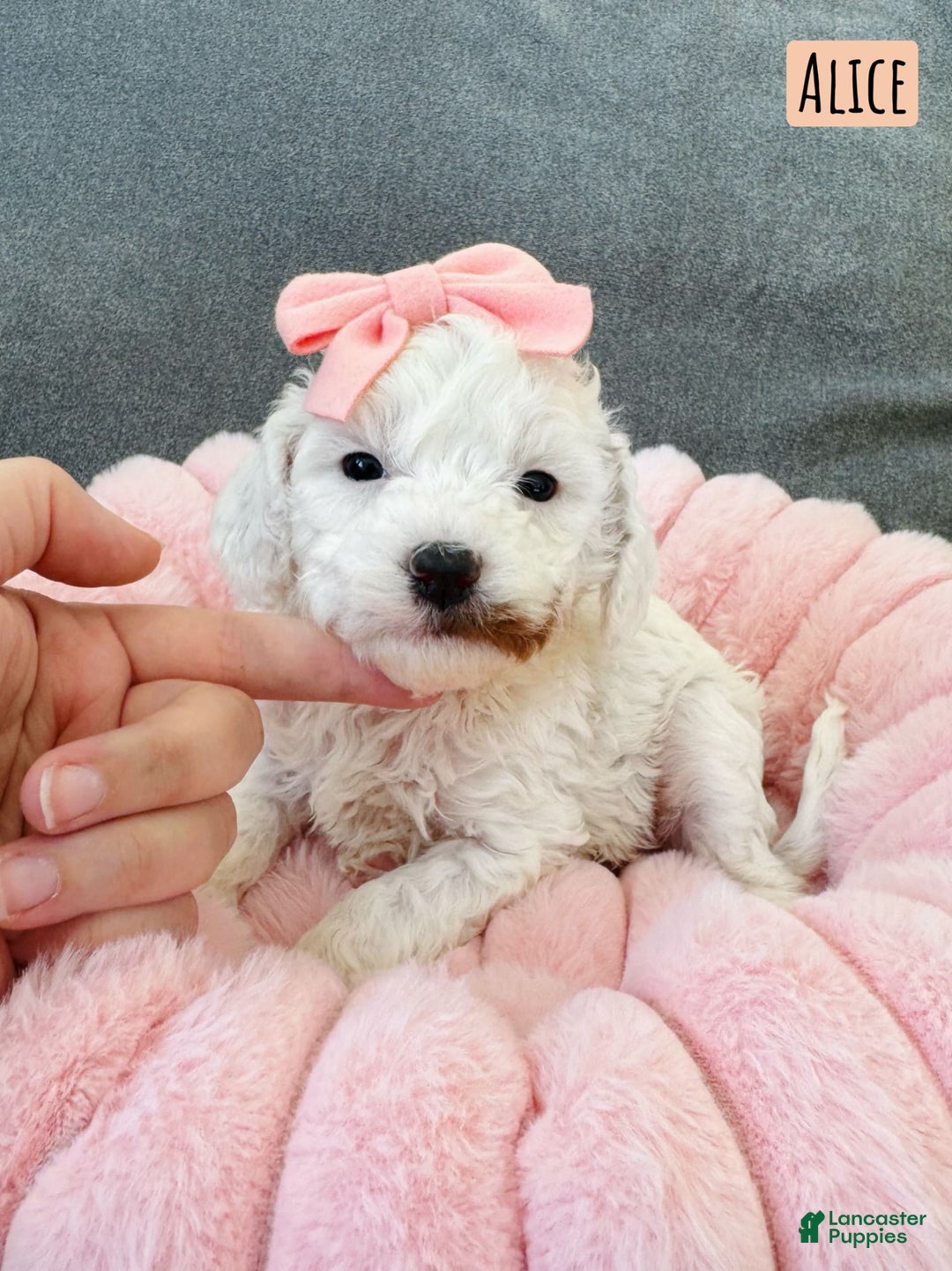Mini Goldendoodle dogs for sale: Petite Alice - Image 2