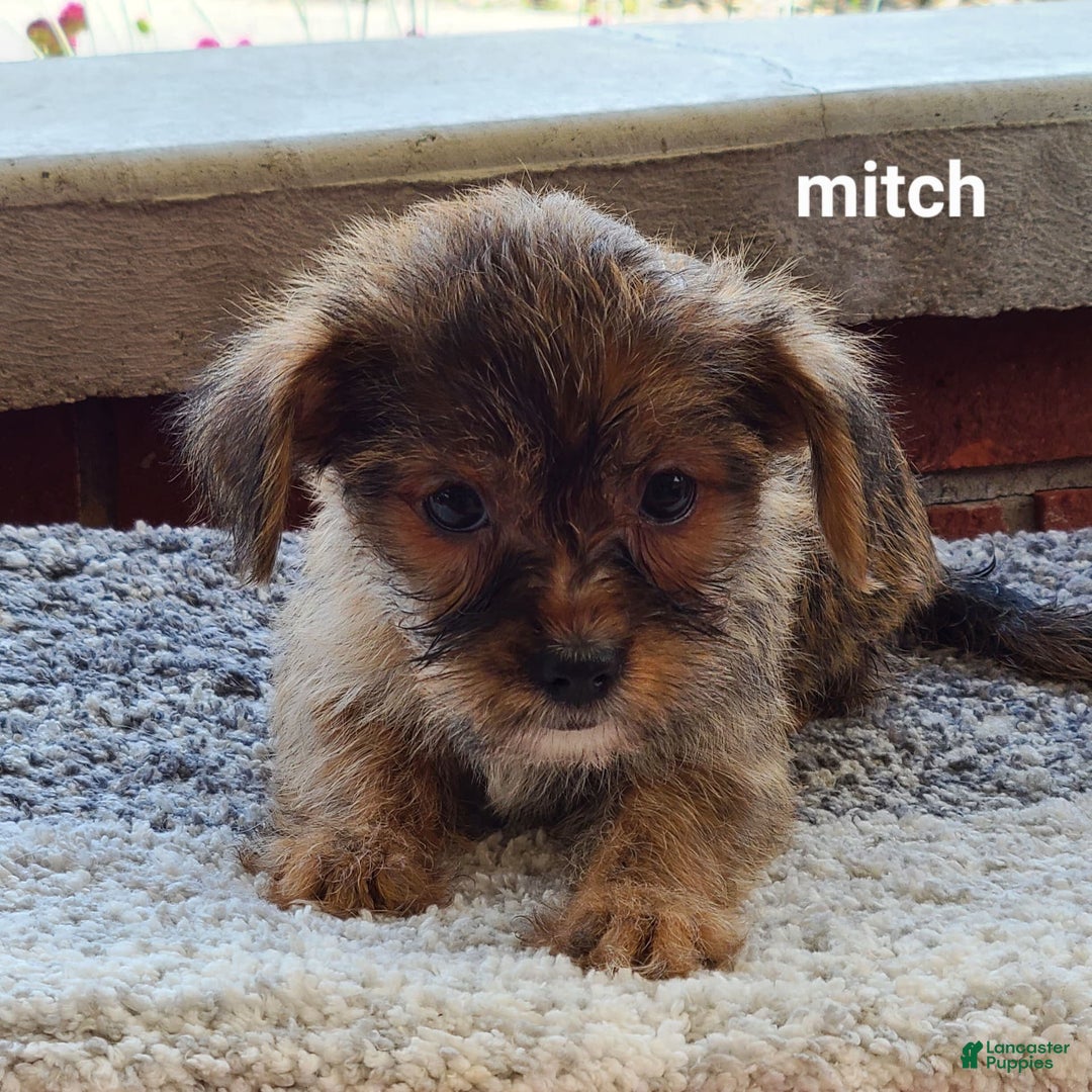 Shorkie dogs for sale: Mitch - Image 1