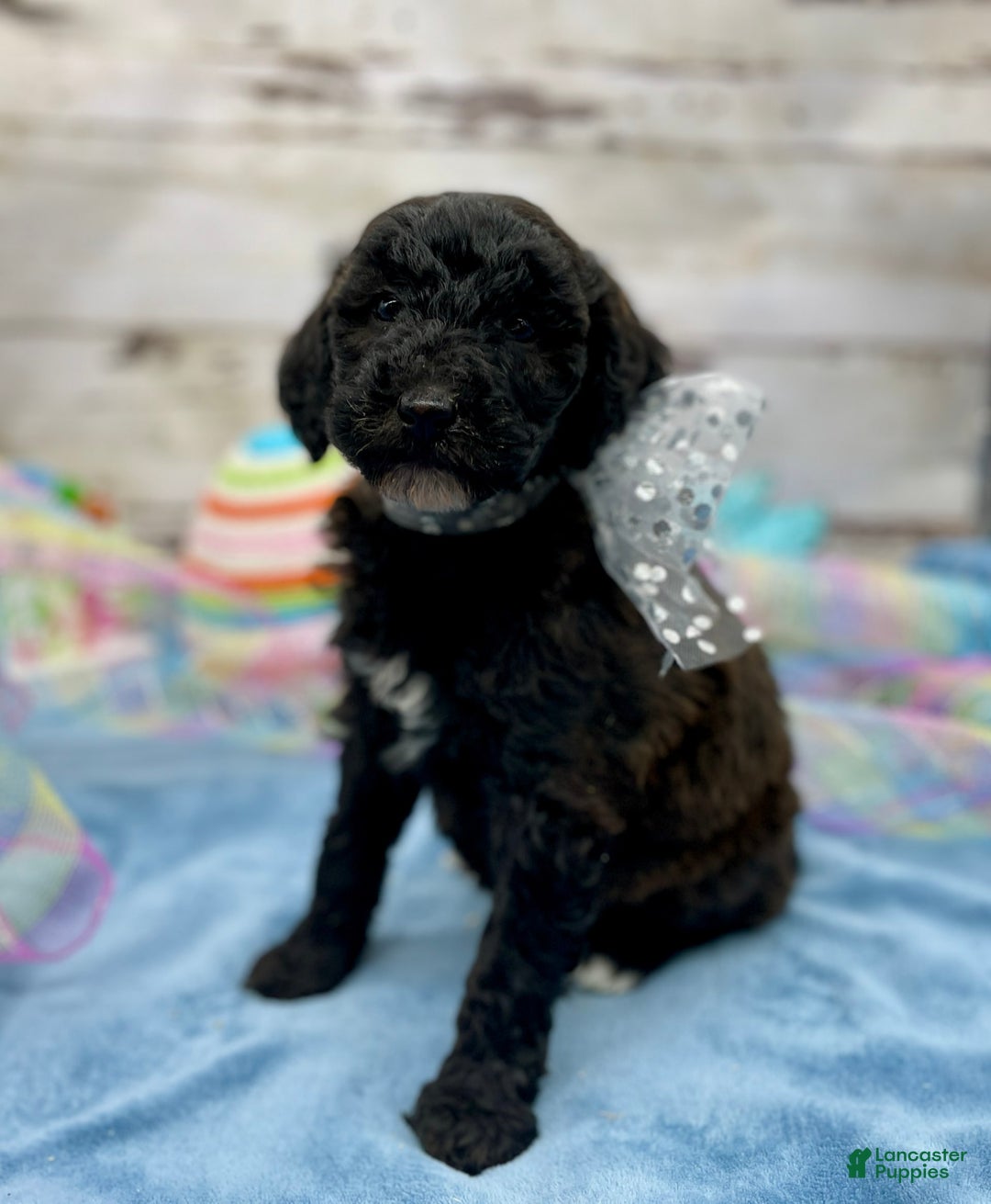 Standard Poodle dogs for sale: Gypsy - Image 4