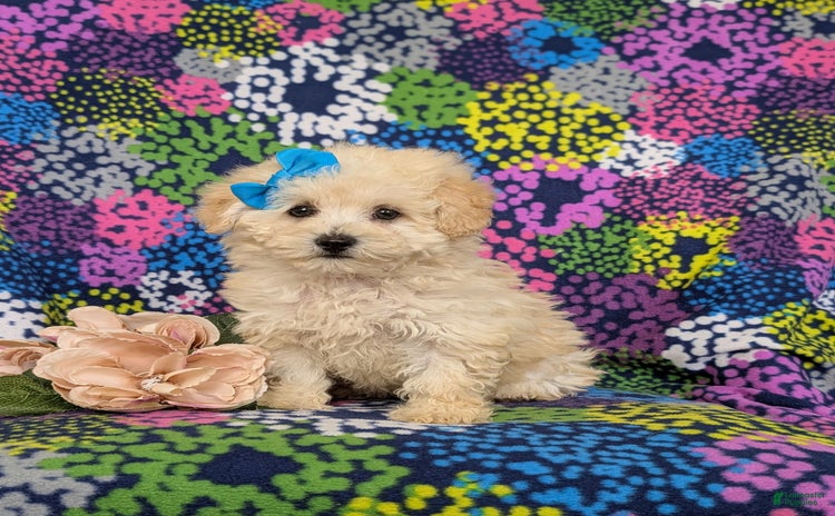 Miniature Poodle dogs for sale - Ad 3