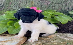 Standard Poodle dogs for sale: Roxy - Image 2