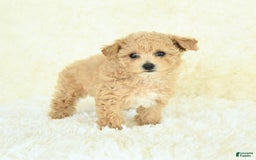 Bichpoo dogs for sale: Cakepop - Image 5