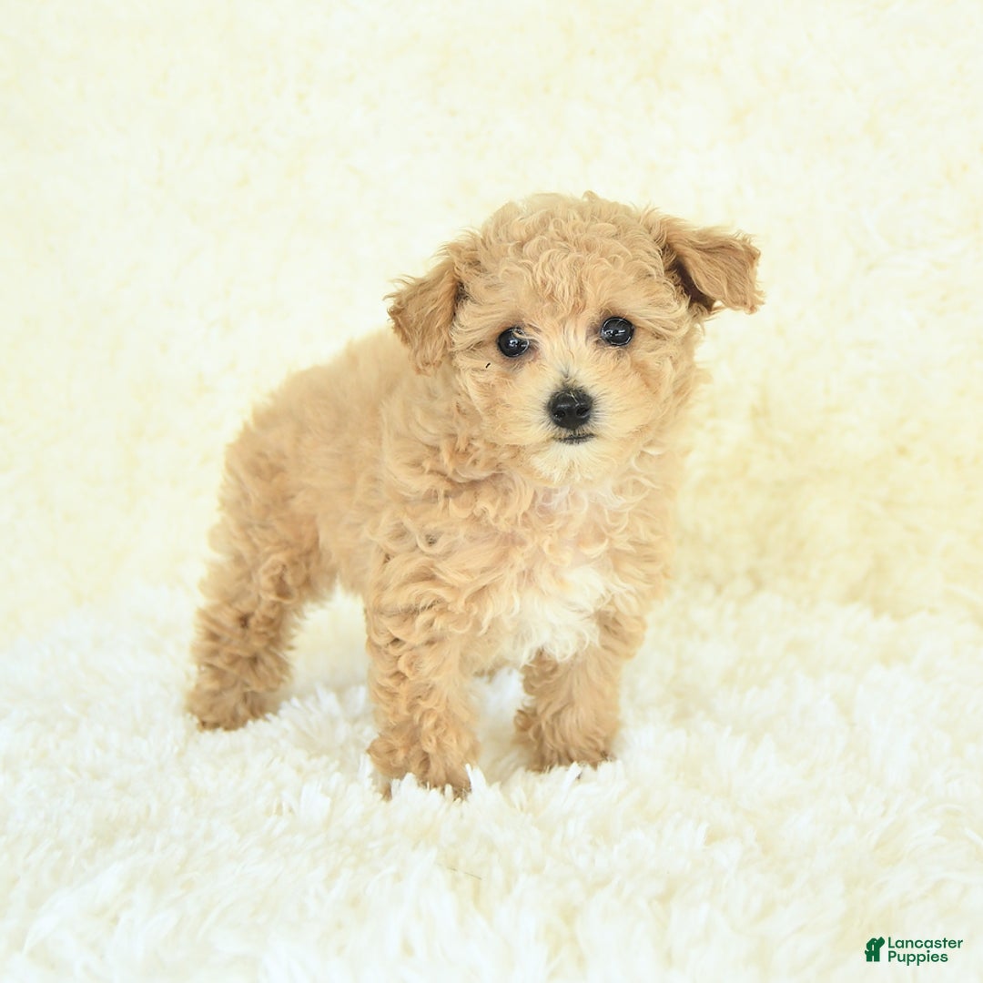 Bichpoo dogs for sale: Cakepop - Image 5
