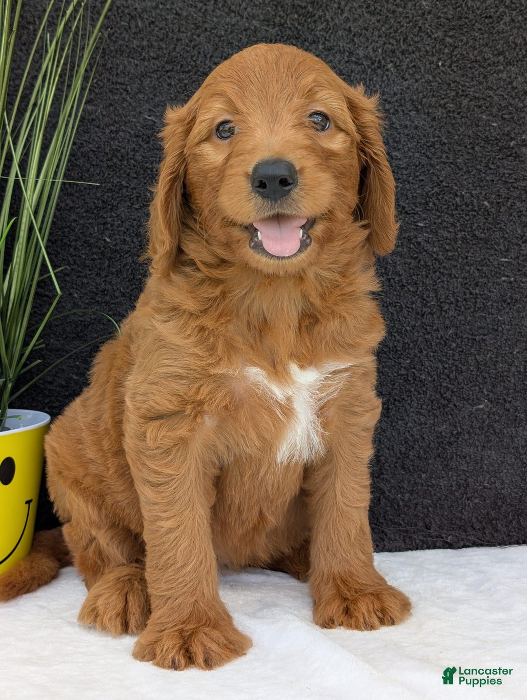 Goldendoodle dogs for sale: Emmie - Image 14