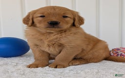 Golden Retriever dogs for sale: Porter - Image 4