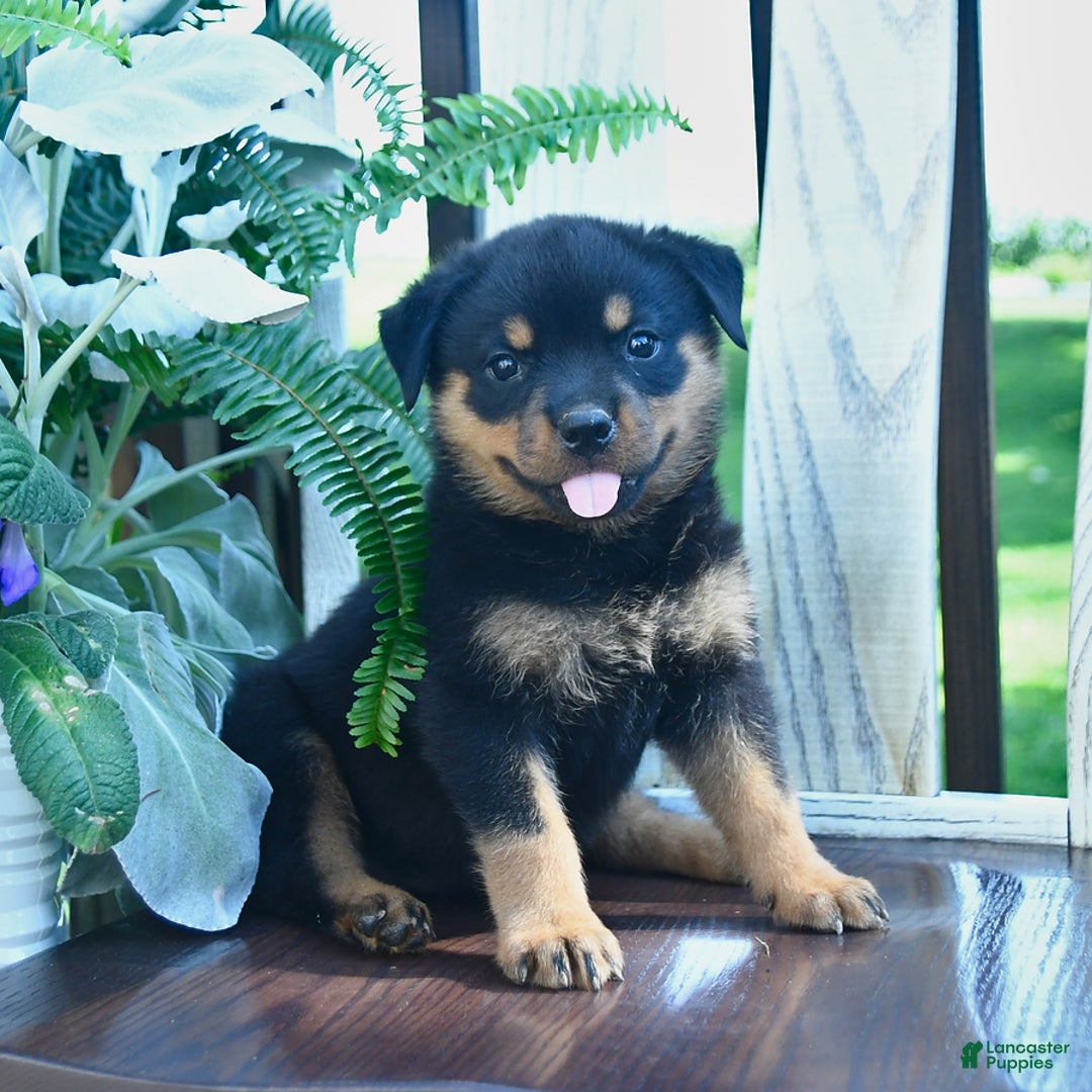 Rottweiler dogs for sale: Penny - Image 1