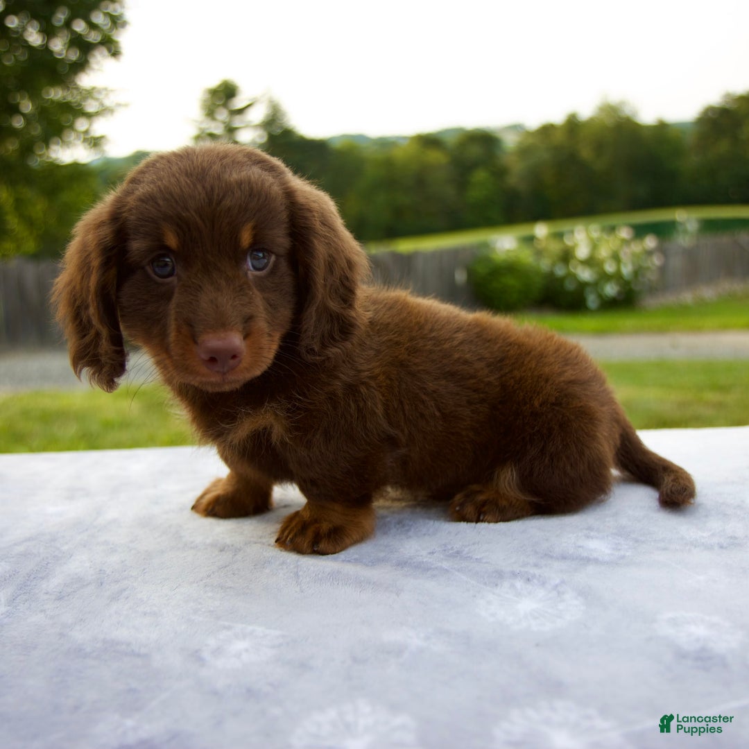 Miniature Dachshund dogs for sale: Spencer - Image 6
