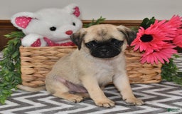 Pug dogs for sale: Sprinkles - Image 1
