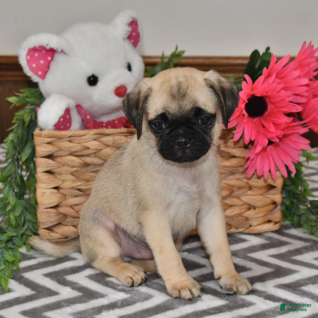 Pug dogs for sale: Sprinkles - Image 1