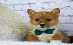 Welsh Corgi Pembroke dogs for sale: Garrett - Image 12