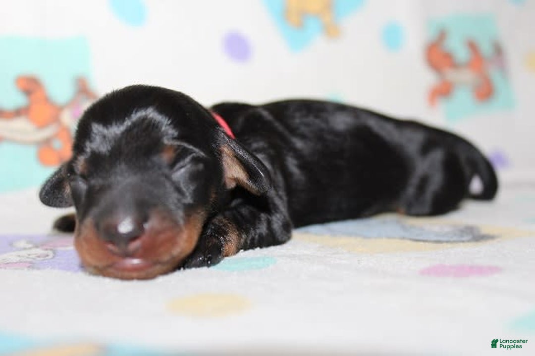 Dachshund dogs for sale: Raven Girl 1 - Image 2