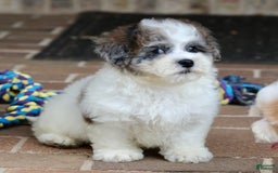 Shihpoo dogs for sale: Leo - Image 7