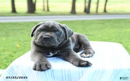 Cane Corso dogs for sale: Storm - Image 1