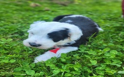 Standard Poodle dogs for sale: Cedar - Image 4