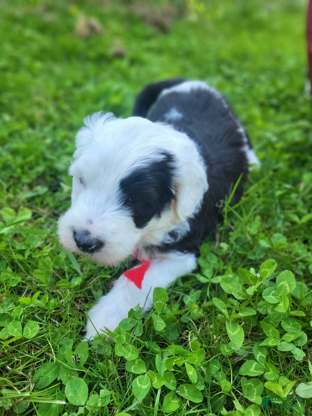 Standard Poodle dogs for sale: Cedar - Image 4